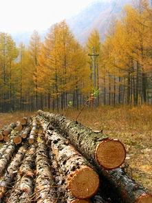 木林森在线观看,穿越时光的森林奇遇记