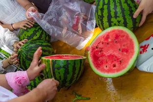 吃瓜视频大全高清,高清盛宴，揭秘娱乐圈幕后故事