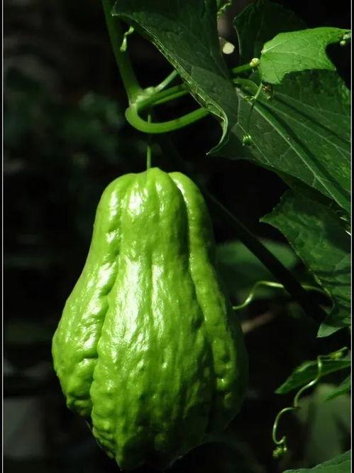 朝阳吃瓜群众一枚